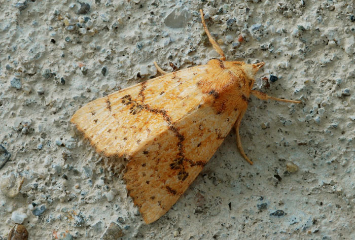 Bei noctuidi tardivi